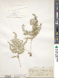 Selaginella willdenowii image