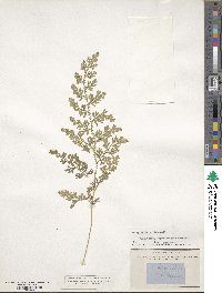 Selaginella willdenowii image