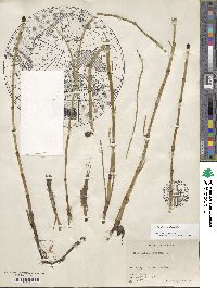 Equisetum fluviatile image