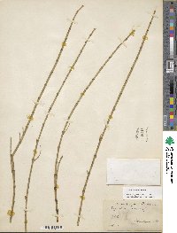 Equisetum fluviatile image