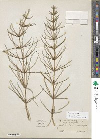 Equisetum fluviatile image