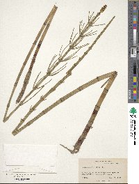 Equisetum fluviatile image