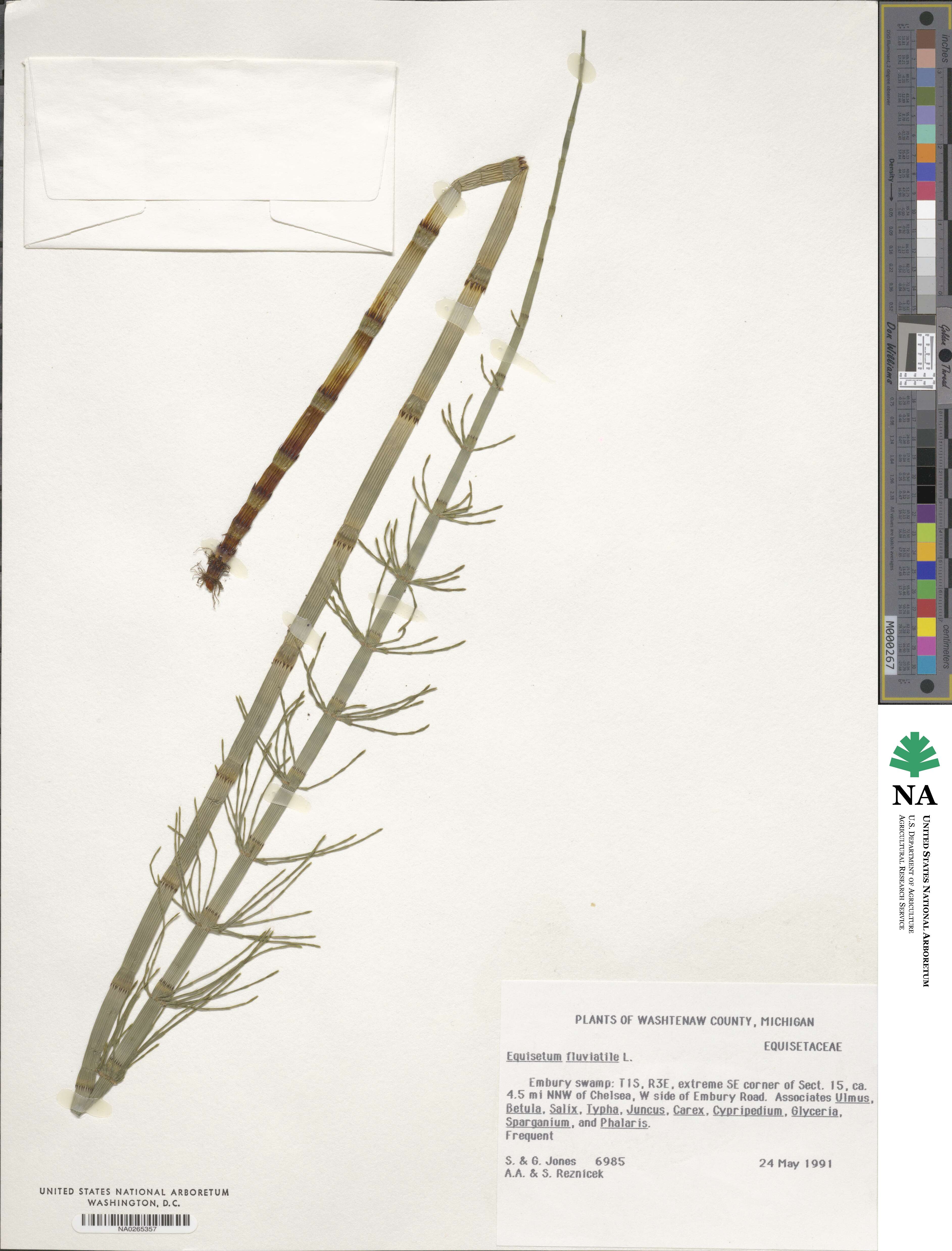 Equisetum fluviatile image