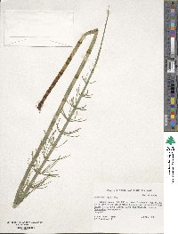 Equisetum fluviatile image