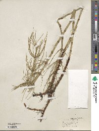 Equisetum fluviatile image