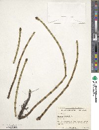 Equisetum fluviatile image