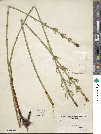 Equisetum fluviatile image