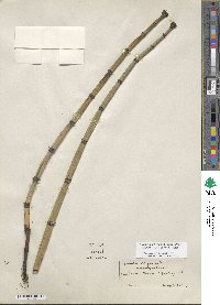 Equisetum hyemale subsp. affine image