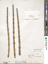 Equisetum hyemale subsp. affine image