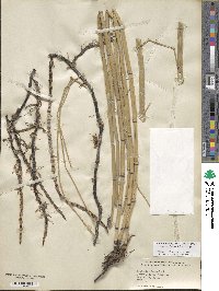 Equisetum hyemale subsp. affine image