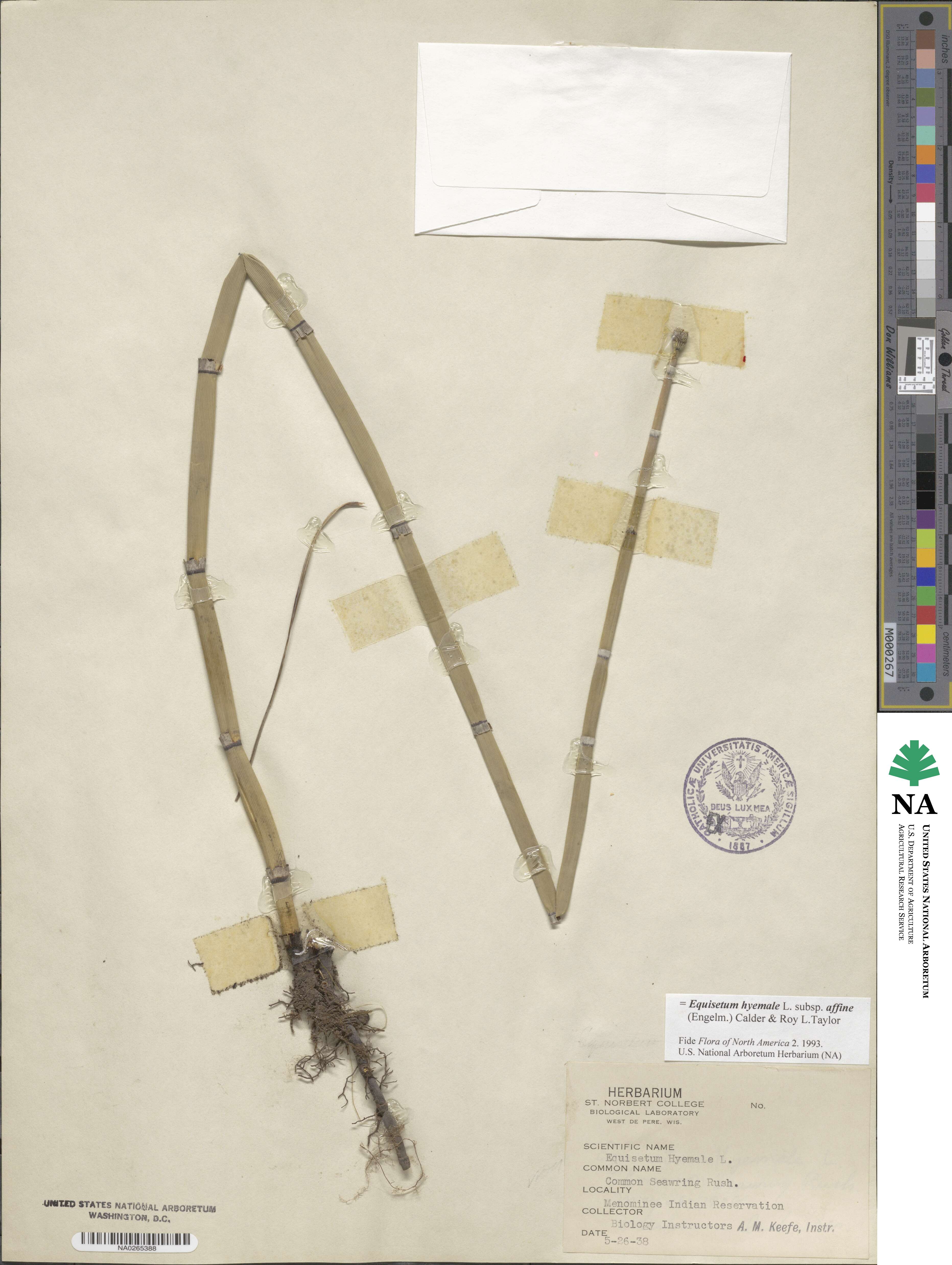 Equisetum image