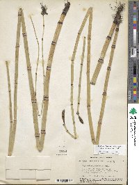 Equisetum hyemale subsp. affine image