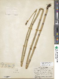 Equisetum hyemale image