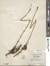 Equisetum hyemale image