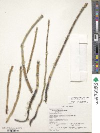 Equisetum hyemale image