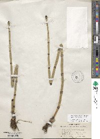 Equisetum hyemale image