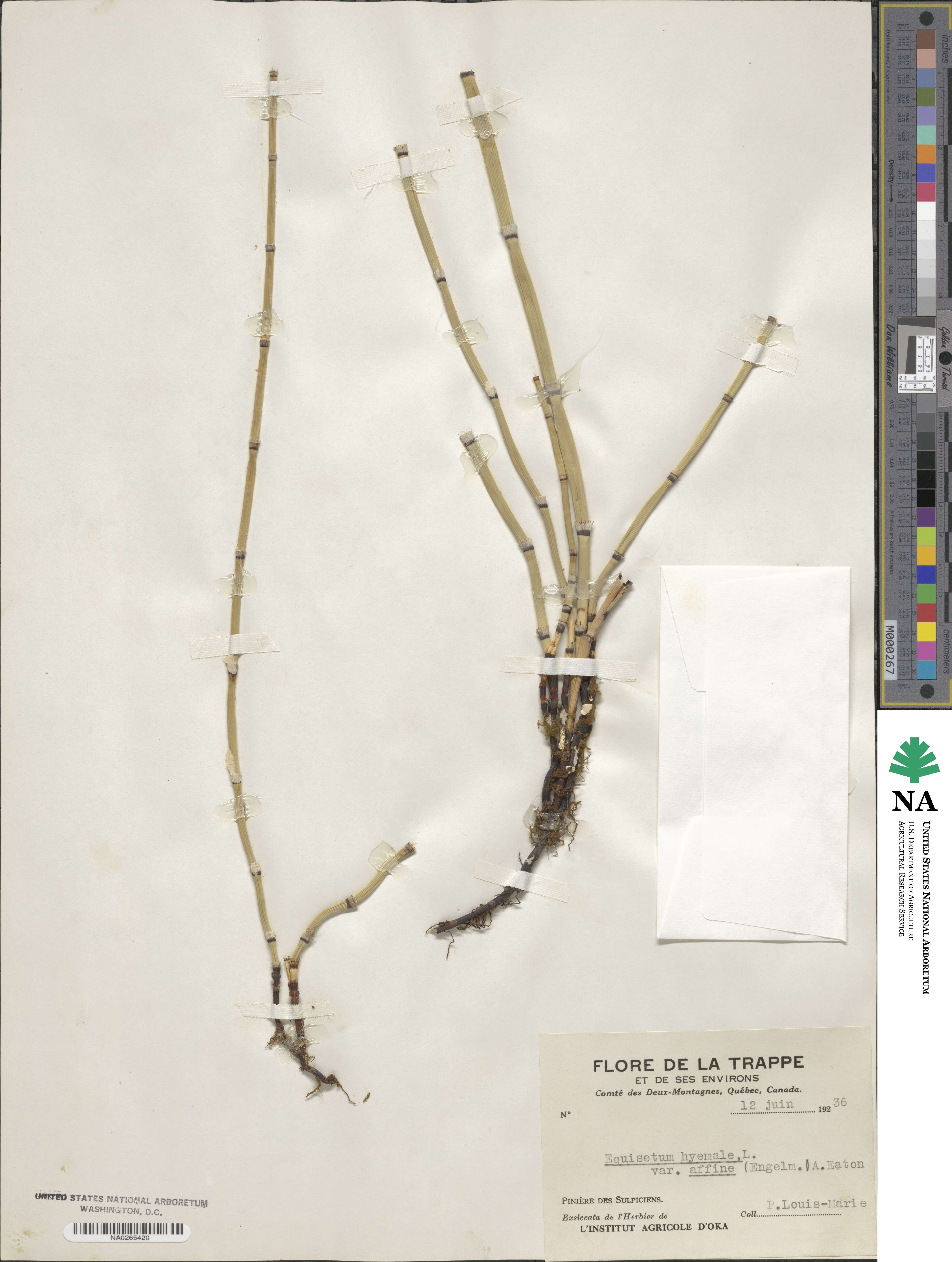 Equisetum hyemale image