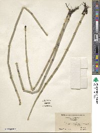 Equisetum hyemale image