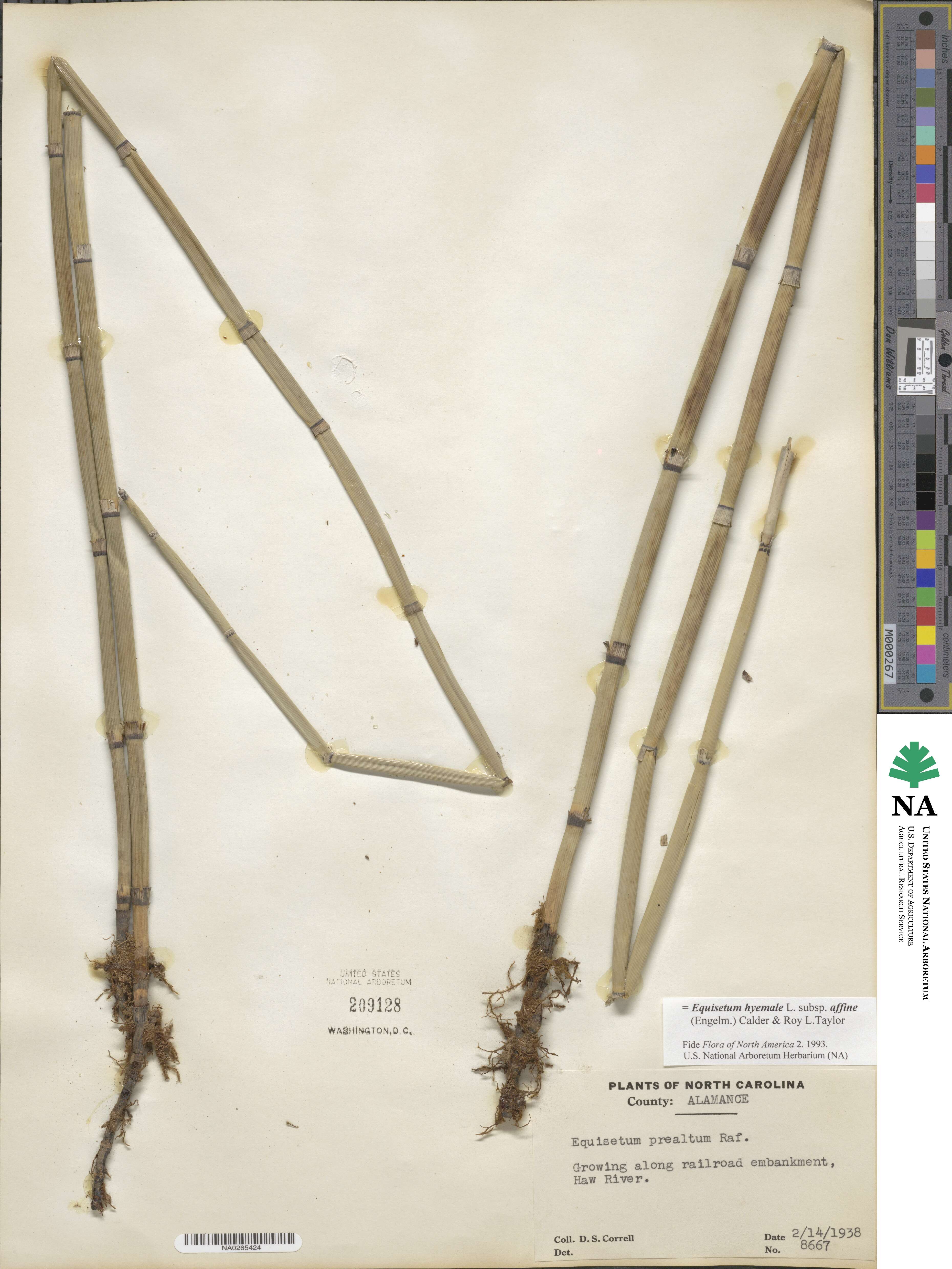 Equisetum hyemale subsp. affine image