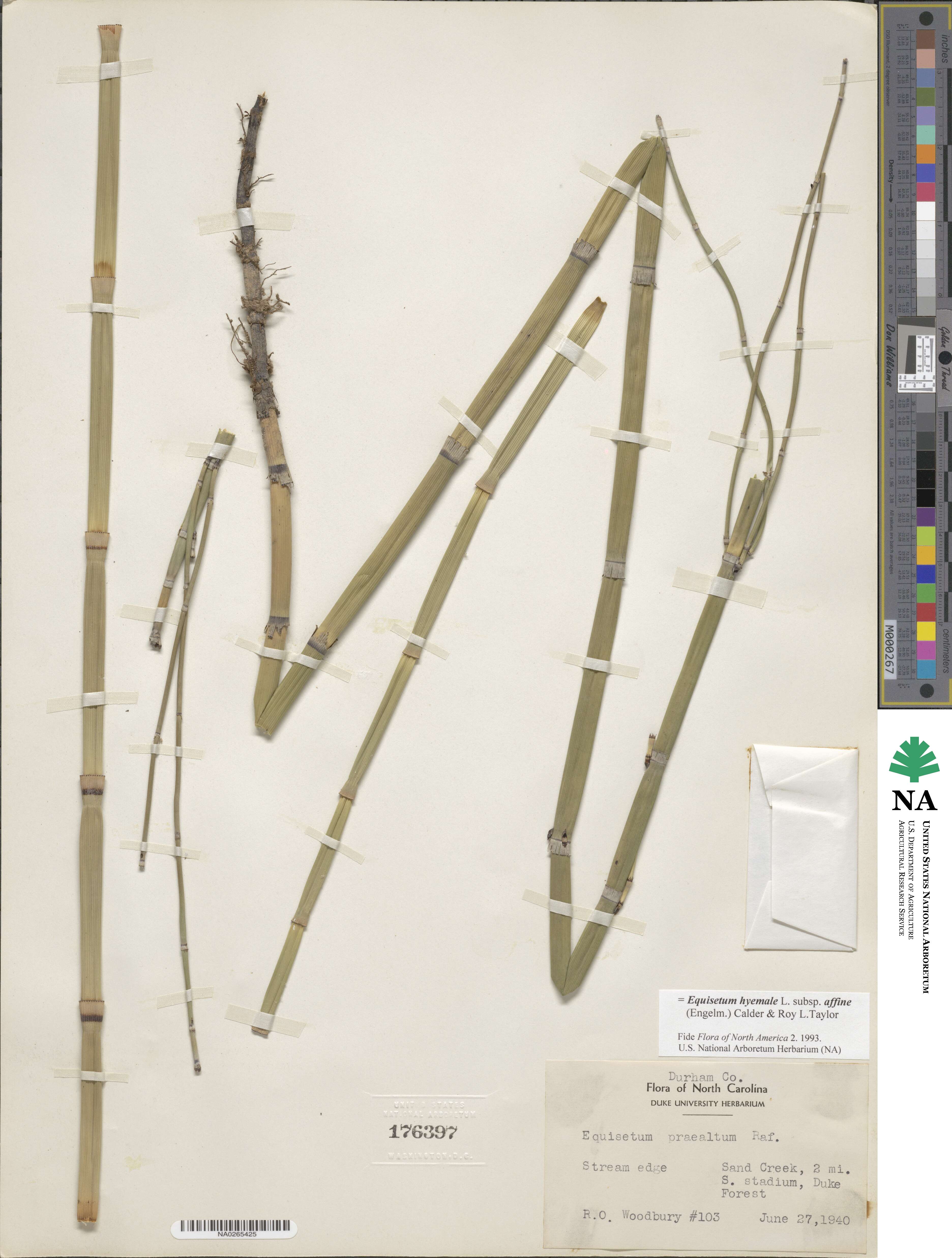 Equisetum hyemale image