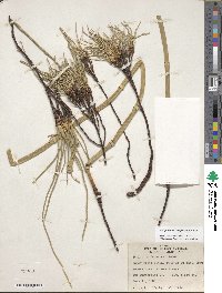 Equisetum laevigatum image