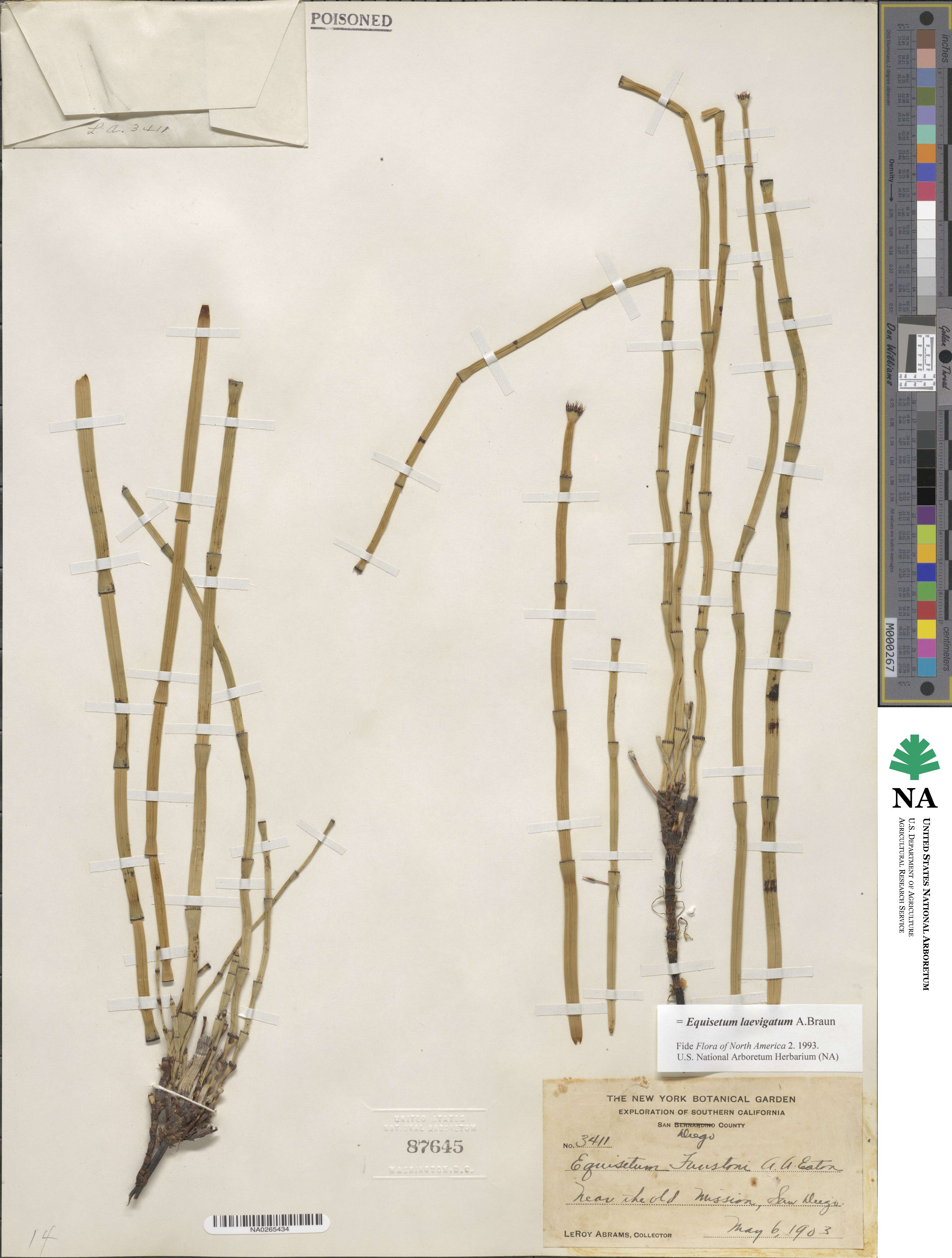 Equisetum laevigatum image