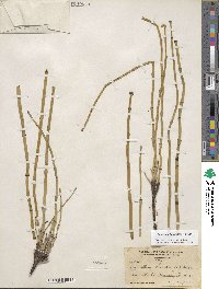 Equisetum laevigatum image