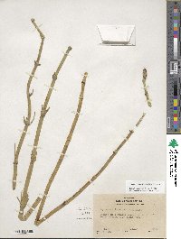 Equisetum laevigatum image