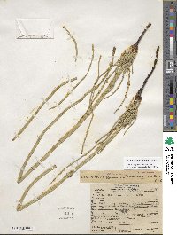 Equisetum laevigatum image