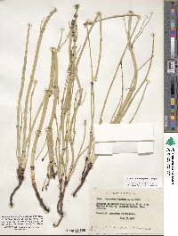 Equisetum laevigatum image