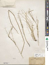 Equisetum laevigatum image