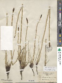 Equisetum laevigatum image