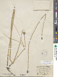 Equisetum laevigatum image