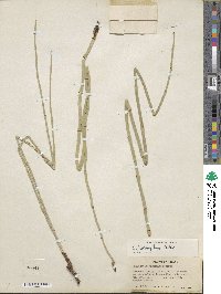 Equisetum laevigatum image