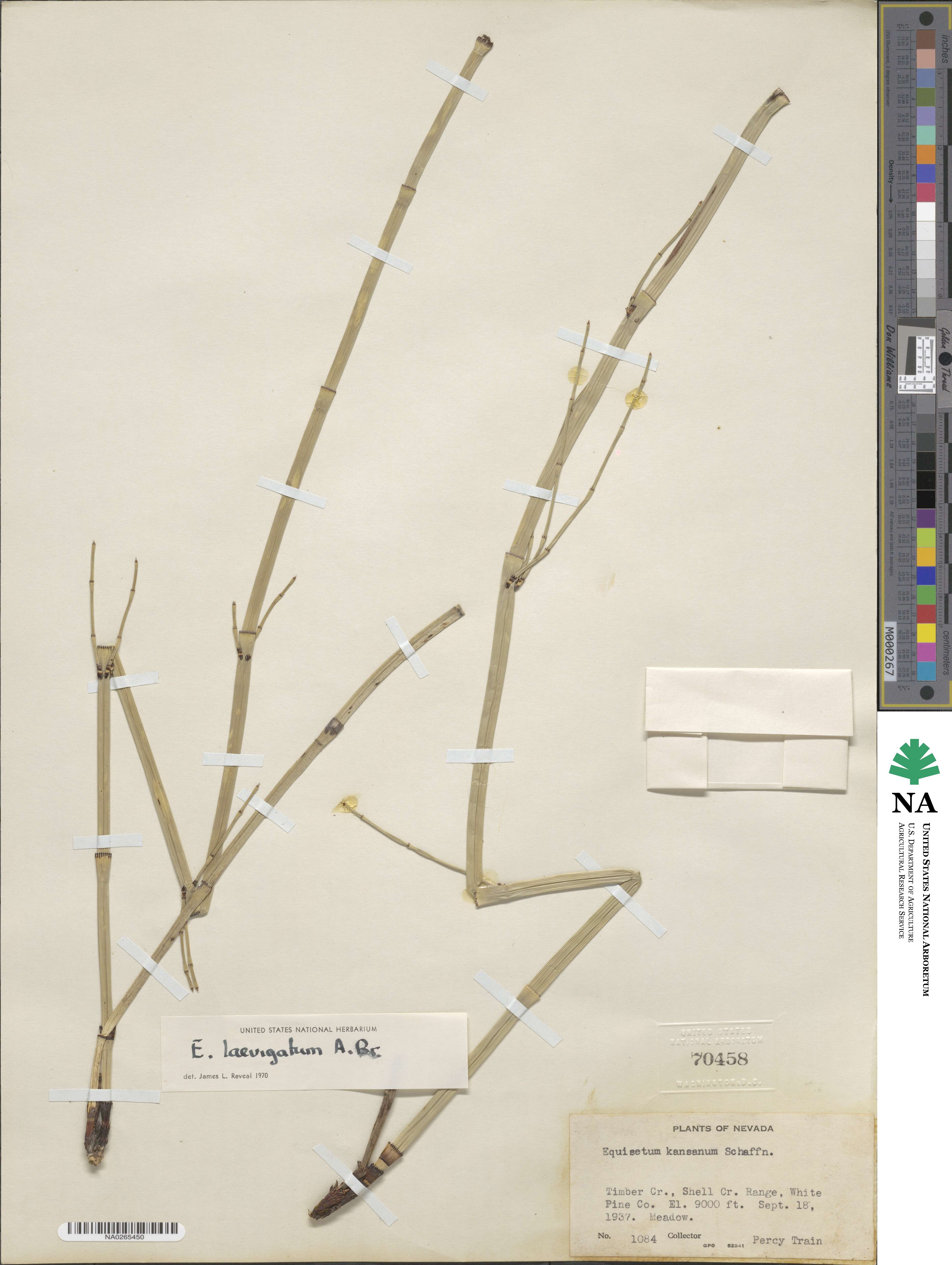 Equisetum laevigatum image