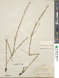 Equisetum laevigatum image