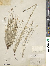 Equisetum laevigatum image