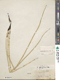 Equisetum laevigatum image