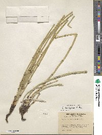 Equisetum laevigatum image