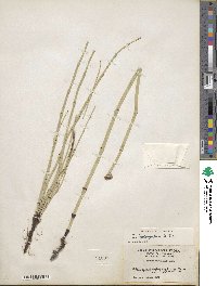 Equisetum laevigatum image