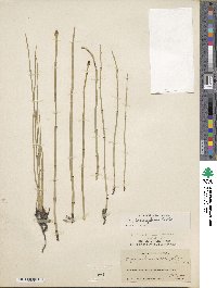 Equisetum laevigatum image