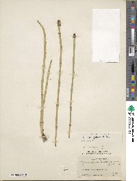 Equisetum laevigatum image