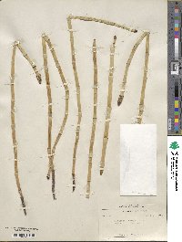 Equisetum laevigatum image