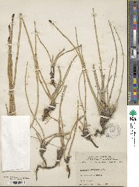 Equisetum laevigatum image