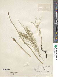 Equisetum laevigatum image