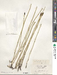 Equisetum laevigatum image