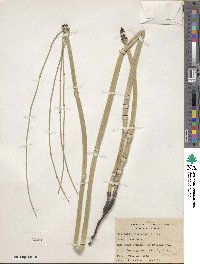 Equisetum laevigatum image