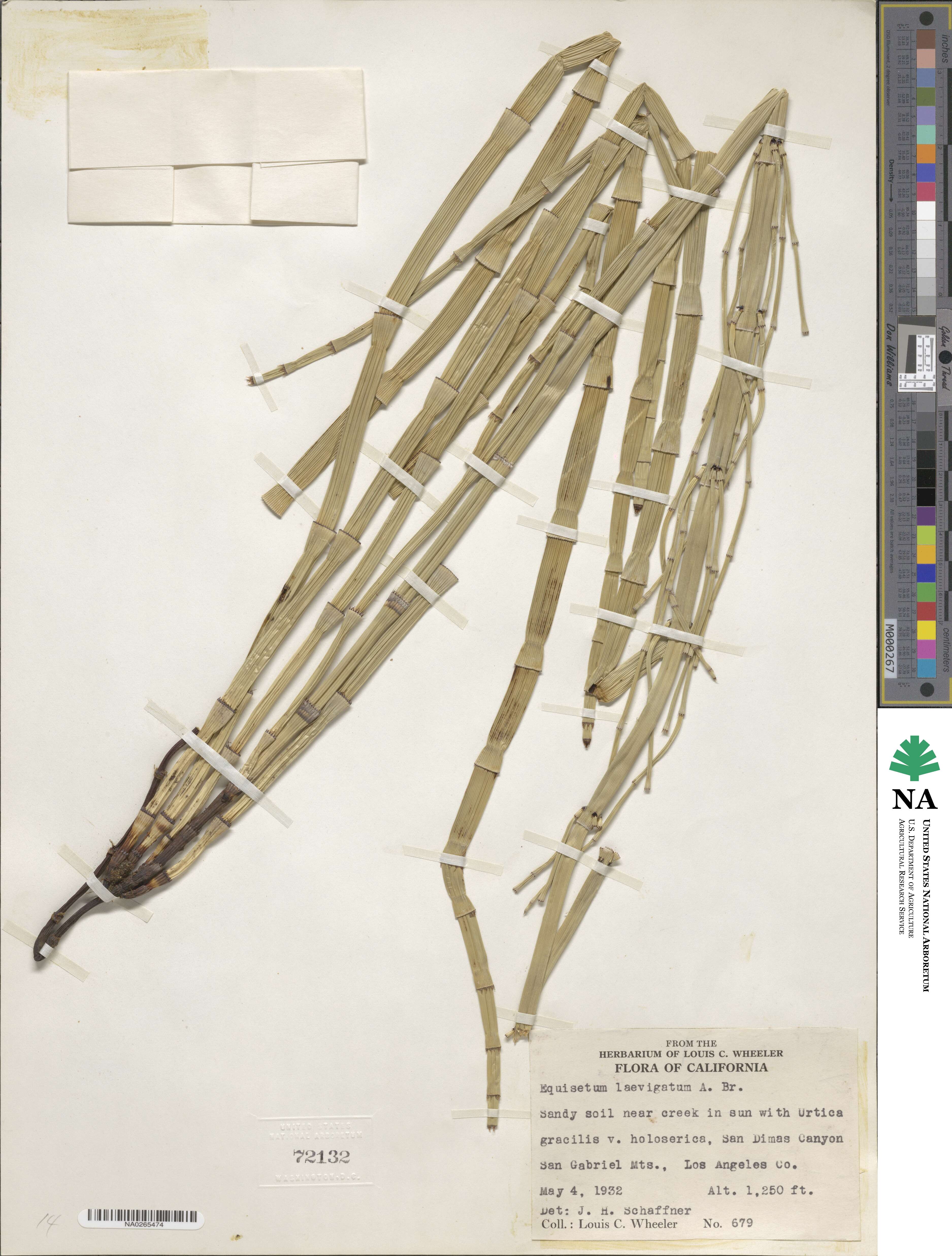 Equisetum laevigatum image