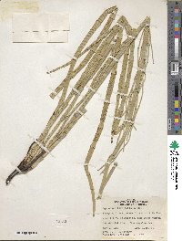 Equisetum laevigatum image