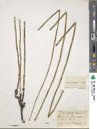 Equisetum laevigatum image